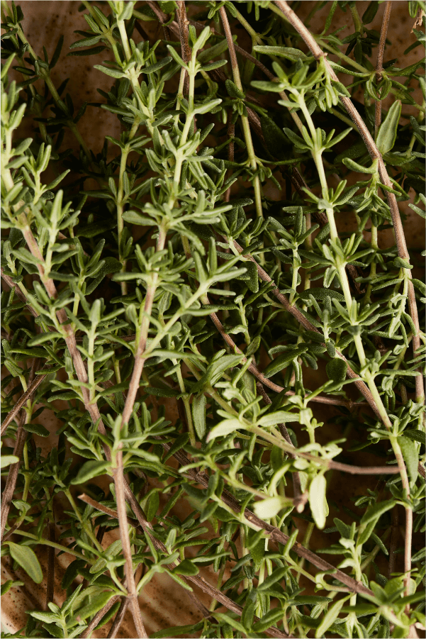 Rosemary.png