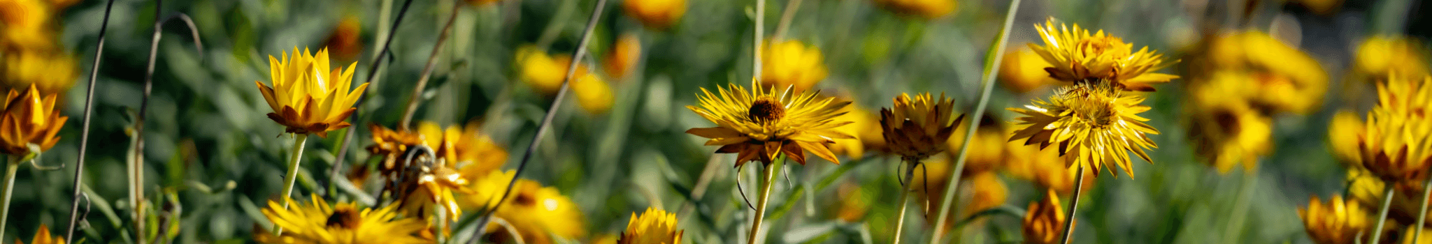 Arnica_montana_1.png