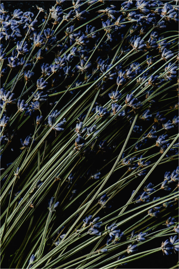 Lavendar.jpg